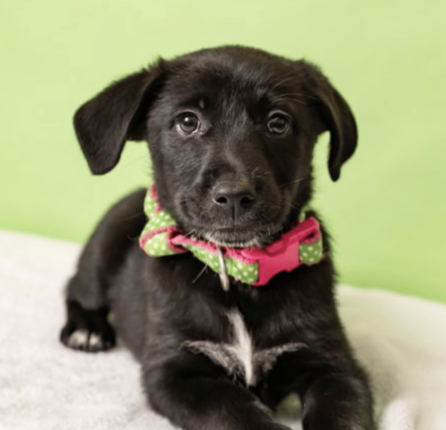 This is Coke, available for adoption at Friends for Life in Houston, TX. She's black puppy, with a white stripe on her neck. In this photo, she's lying down , looing at the camera and has on a red and green collar.